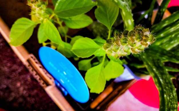 Сравнение цен: что влияет на стоимость биколорных ламп