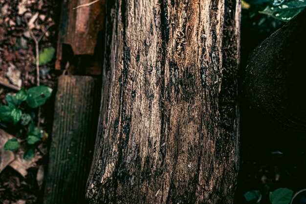 Советы по выбору древесины для наружных конструкций