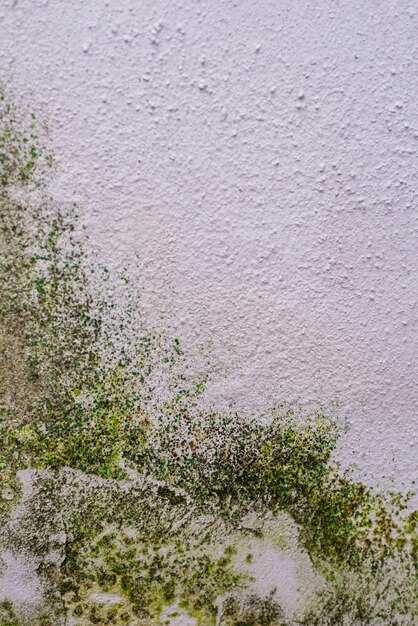 Методы удаления плесени с поверхности стен