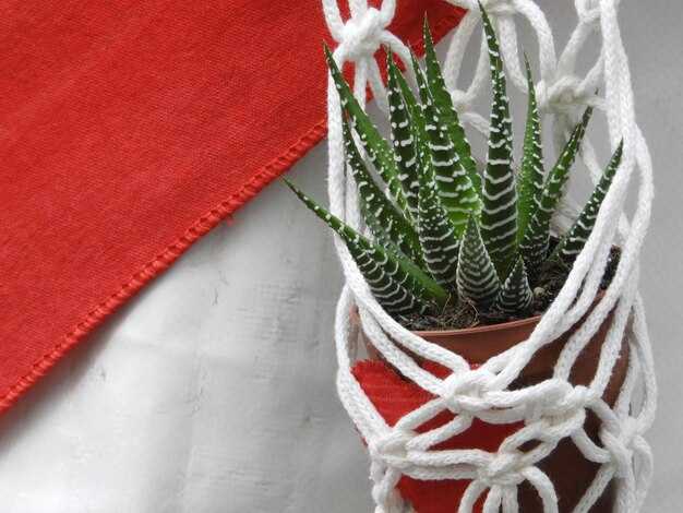 Советы по уходу за верёвочным кашпо