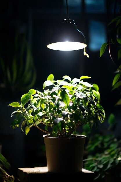 Светолюбивые растения: как организовать освещение