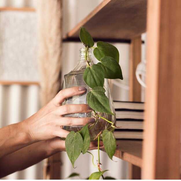 Определение потребностей растений в свете