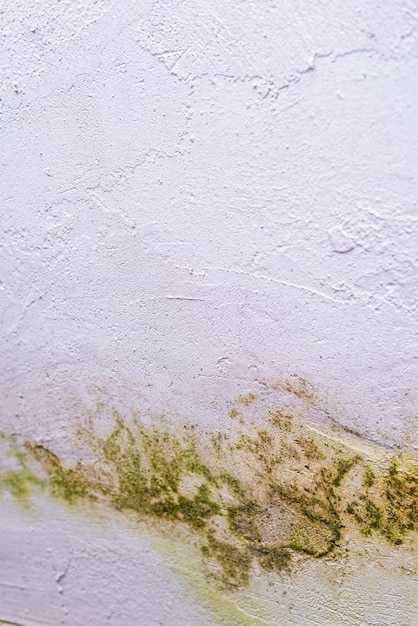 Профилактика повторного появления плесени