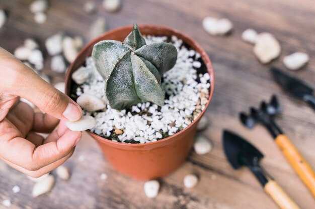 Декорирование кашпо: покраска и отделка